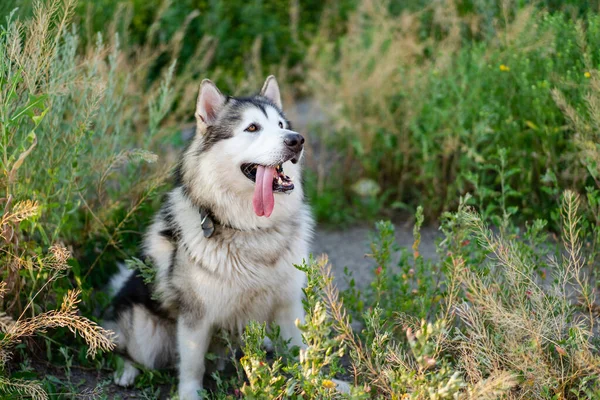 Summer husky portrait — Stock Photo, Image