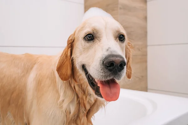 Golden retriever köpeği banyo yapıyor. — Stok fotoğraf