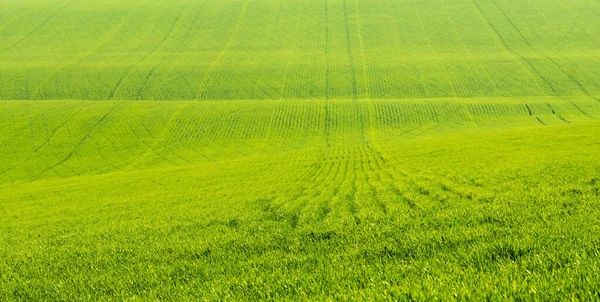 Поле с зеленой травой — стоковое фото