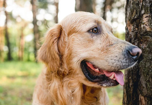 Golden retriever köpeği doğada — Stok fotoğraf