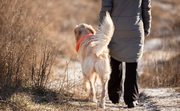 Golden retriever hond met vrouw — Stockfoto