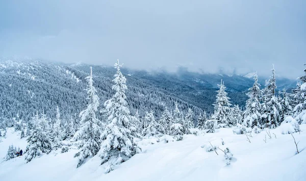 Fryst furu under djup snö — Stockfoto