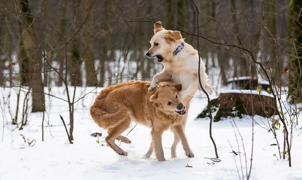 2匹の黄金の回収犬屋外 — ストック写真