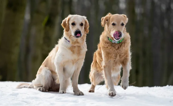 Due cani golden retriever all'aperto — Foto Stock