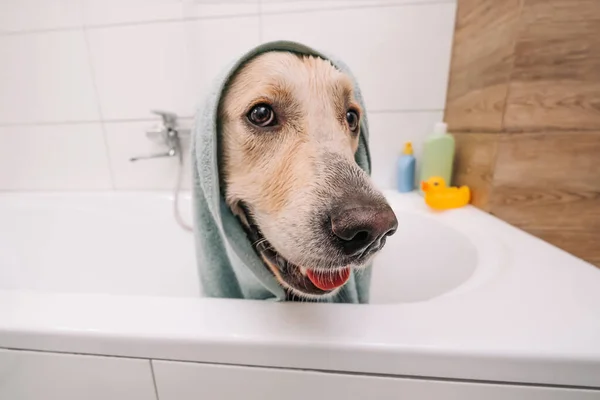 Golden cane retriever fare il bagno — Foto Stock