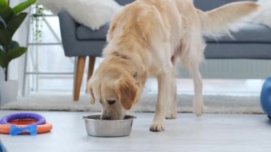 Golden retriever köpeği kaseden su içiyor.