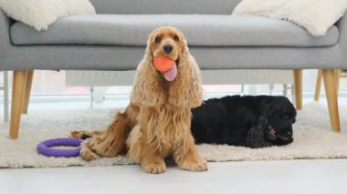 Bir çift cocker spanyel köpek oyuncakları ısırıyor