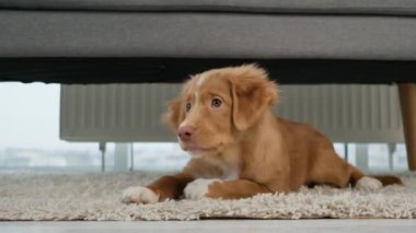 Toller köpeği halıda yatıyor.