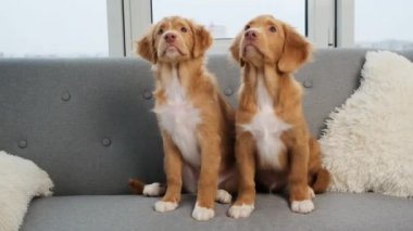 Toller yavruları evdeki kanepede oturuyor.