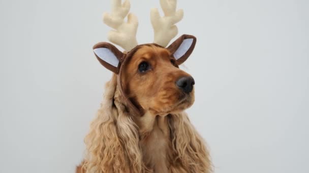 Anjing Cocker spaniel mengenakan tanduk rusa — Stok Video