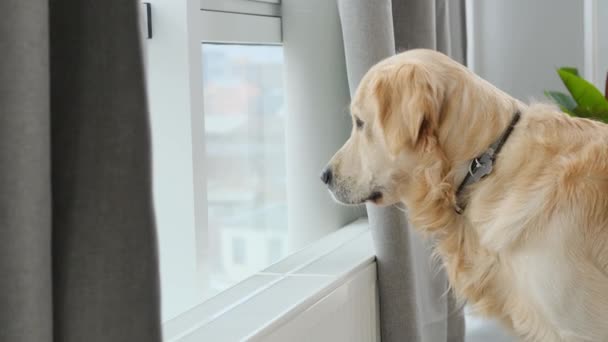 Golden retriever hund tittar in i fönstret — Stockvideo