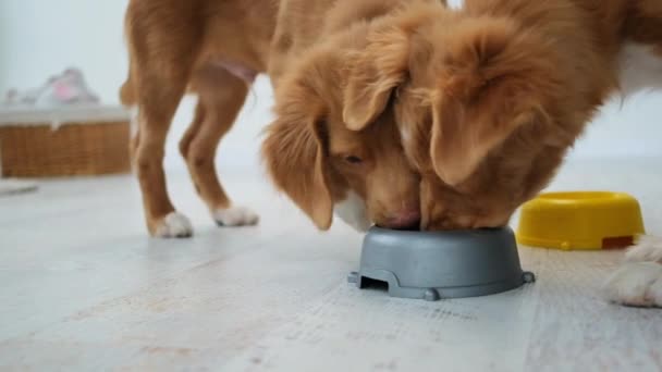 Toller cachorros beber agua de cuencos — Vídeos de Stock