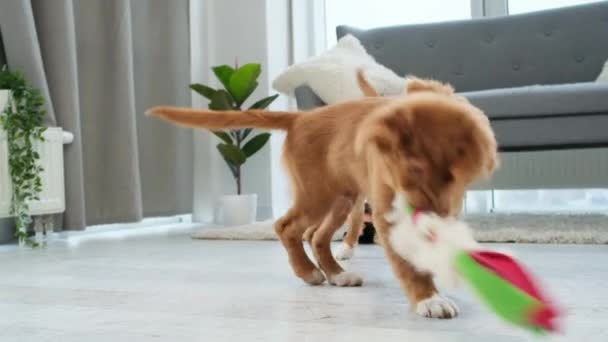 Tolling retriever anak anjing bermain dengan mainan — Stok Video