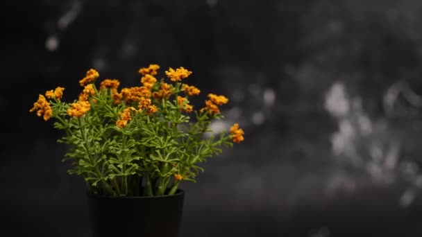 橙花盛在黑锅里 — 图库视频影像