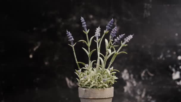 Konstgjord lavendel blommor i potten — Stockvideo