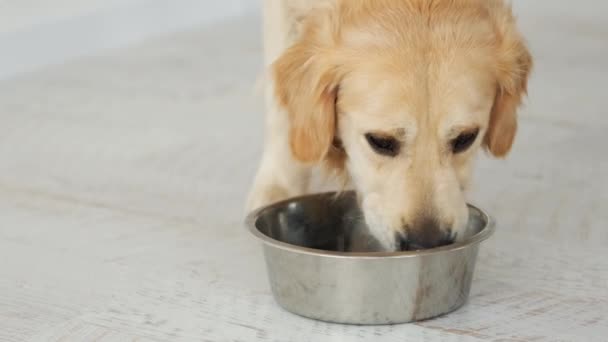 Golden retriever pies jedzący karmę dla psów — Wideo stockowe