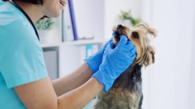 Yorkshire Teriyer dişlerini inceleyen kadın veteriner.