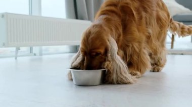 İngiliz cocker spaniel dog içme suyu