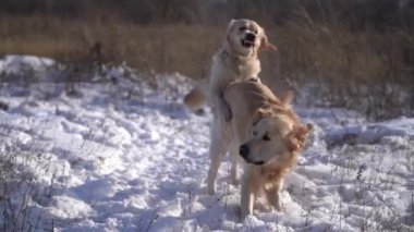 Kar tarlasında Golden retriever köpekleri