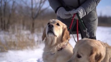 Golden retriever 'lar kadınları avuçlarken eğleniyorlar.