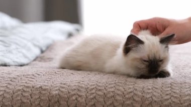 Paçavra kedi yavruları olan bir insan.