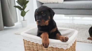 Evde sepetteki komik köpek yavrusu.