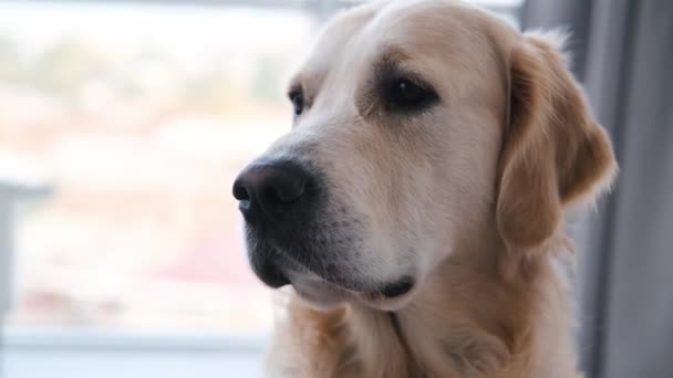 Golden Retriever köpeğinin portresi — Stok video