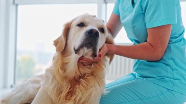 Veterinario y perro golden retriever — Vídeos de Stock