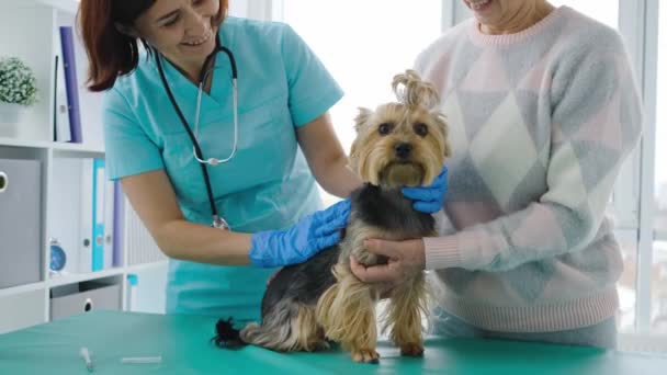 Veterinarian memeriksa anjing terrier yorkshire — Stok Video