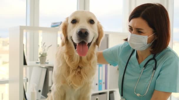 Golden retriever cão na clínica veterinária — Vídeo de Stock