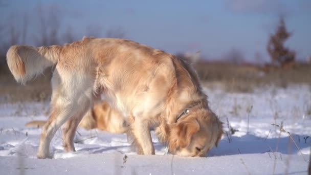 雪の中を掘る黄金の取得犬 — ストック動画