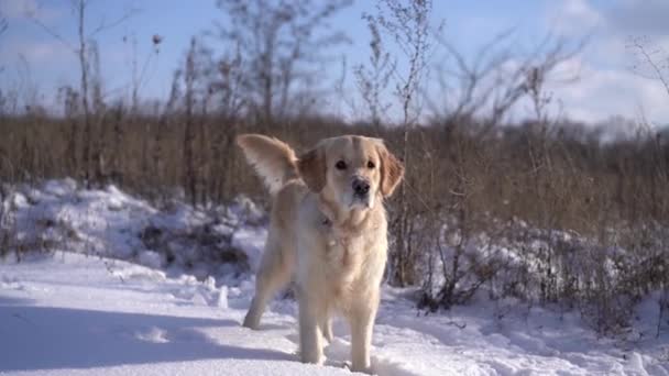 Golden retriever hund stående på snö — Stockvideo