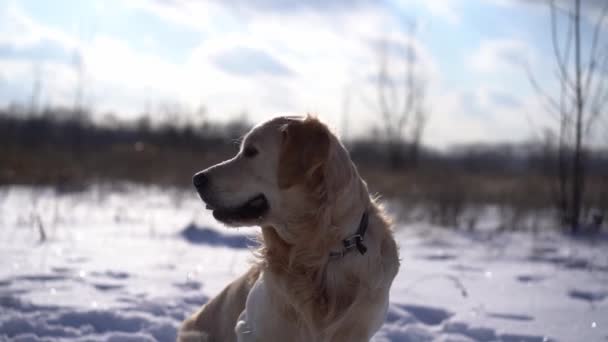 Golden retriever cão durante a caminhada de inverno — Vídeo de Stock