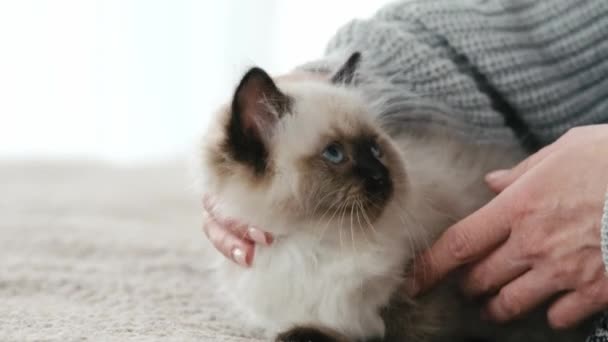 Persoon met ragdoll kat kittens — Stockvideo