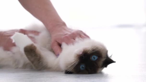 Osoba pieszczoty ragdoll kot — Wideo stockowe