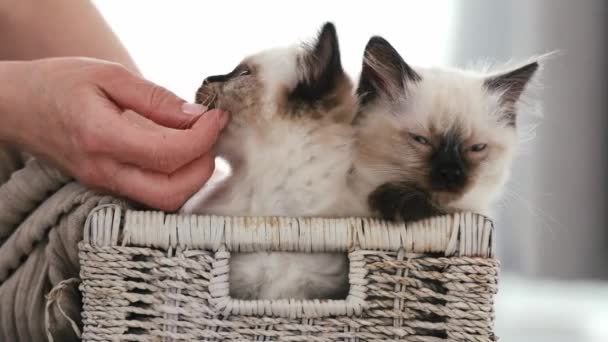 Personne avec chatons chat ragdoll — Video