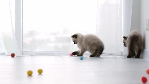 Кошенята для котів в домашніх умовах — стокове відео