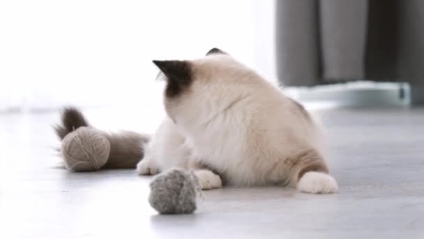 Ragdoll gato en casa — Vídeo de stock