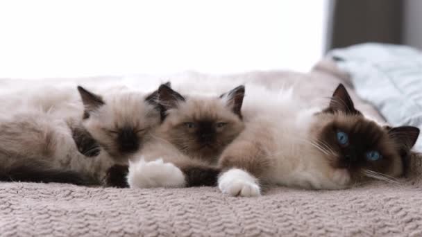 Рагульська кішка з кошенятами вдома — стокове відео