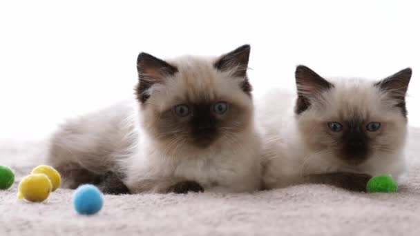Ragdoll cat kittens at home — Stock Video