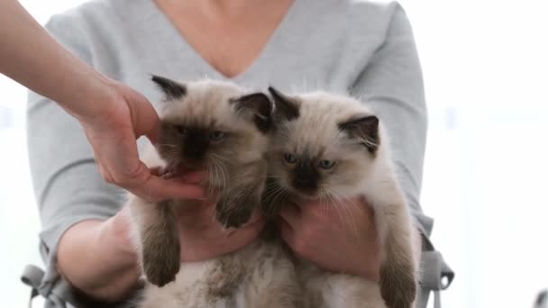 Людина з лялькою для кошенят котів — стокове відео