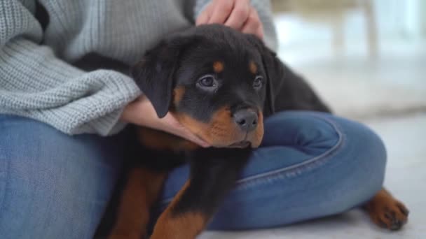 Rottweiler valp vilar i kvinnliga händer — Stockvideo