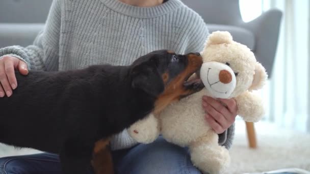 Rottweiler cachorro tentando morder brinquedo de pelúcia — Vídeo de Stock