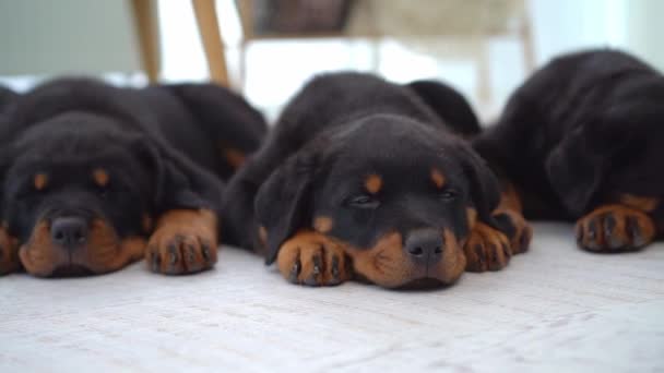 Family of rottweiler puppies at home — Stock Video