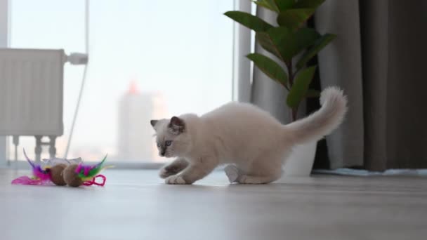 Ragdoll kitten thuis — Stockvideo