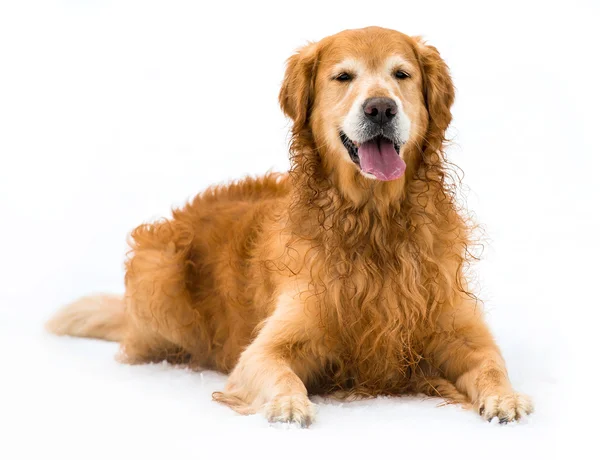 Vermelho retriever — Fotografia de Stock