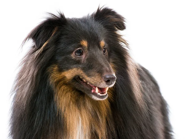 Sheltie race de chien — Photo