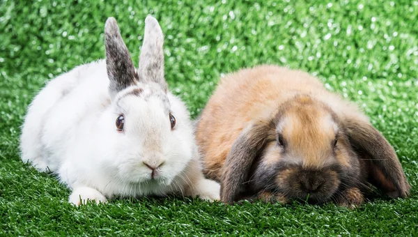 Twee konijnen op gras — Stockfoto