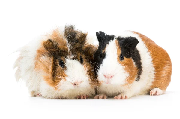 Paar schattige cavia 's — Stockfoto