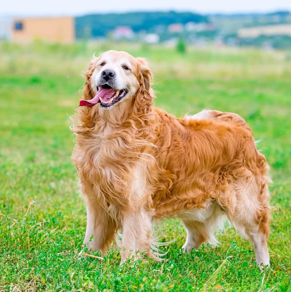 Gouden retriever — Stockfoto